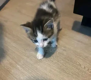 1-3 months Male Purebred American Curl
