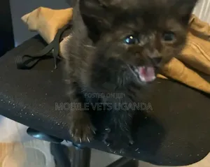 0-1 month Male Purebred American Bobtail