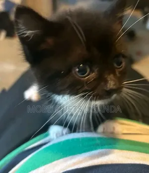 0-1 month Female Purebred Balinese