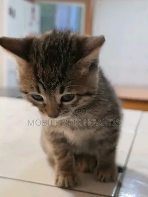 1-3 months Female Purebred American Curl