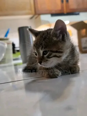 1-3 months Female Purebred American Wirehair
