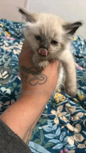 3-6 months Male Purebred Ragdoll