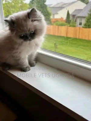 0-1 month Male Purebred Persian
