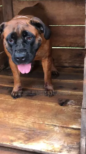 3-6 months Female Purebred Boerboel