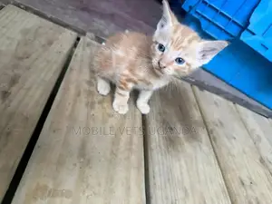 0-1 month Male Purebred Burmese