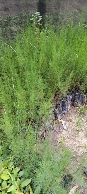 Casualina/ Falawo Seedlings