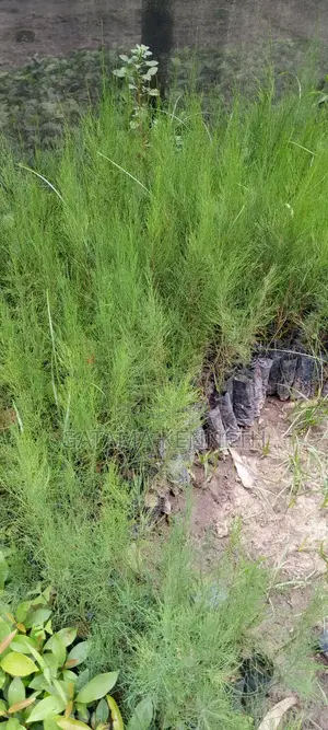 Casualina/ Falawo Seedlings