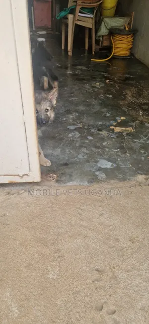 1-3 months Male Purebred German Shepherd