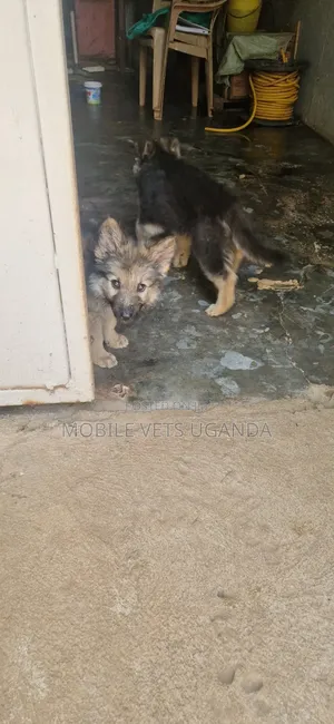 1-3 months Female Purebred German Shepherd