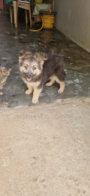 3-6 months Male Purebred German Shepherd