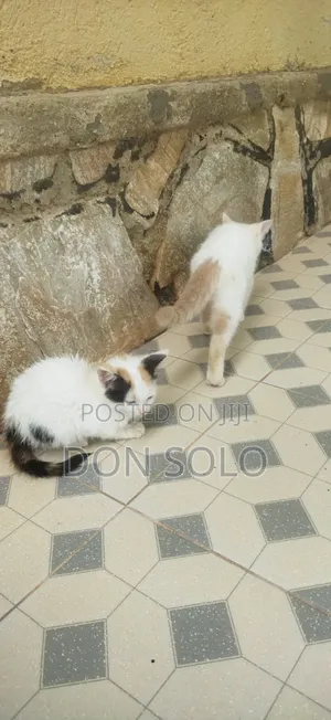 1-3 months Male Mixed Breed Snowshoe