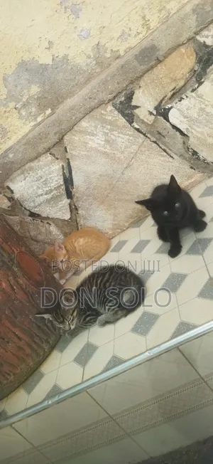 1-3 months Male Purebred American Wirehair
