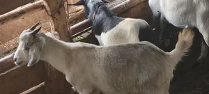 Boer Savanna Local E Mbuzi Za Eid, Dhuhiya Goats and Farm Goats