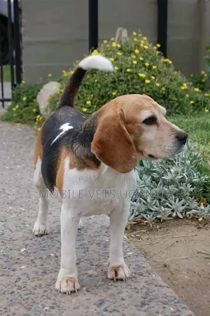 3-6 months Female Purebred Beagle