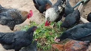 Local Chicken All Sizes