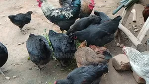 Local Chicken All Sizes
