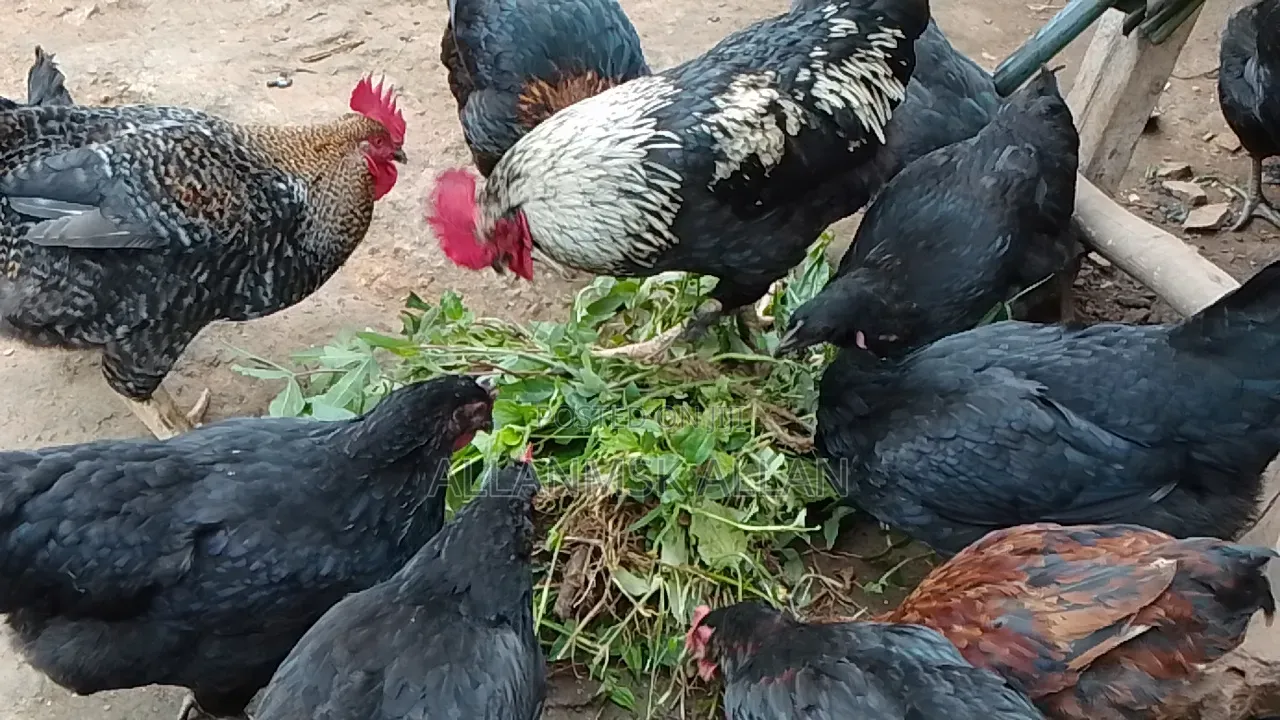 Local Chicken All Sizes