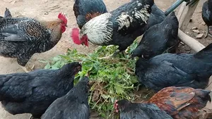 Local Chicken All Sizes