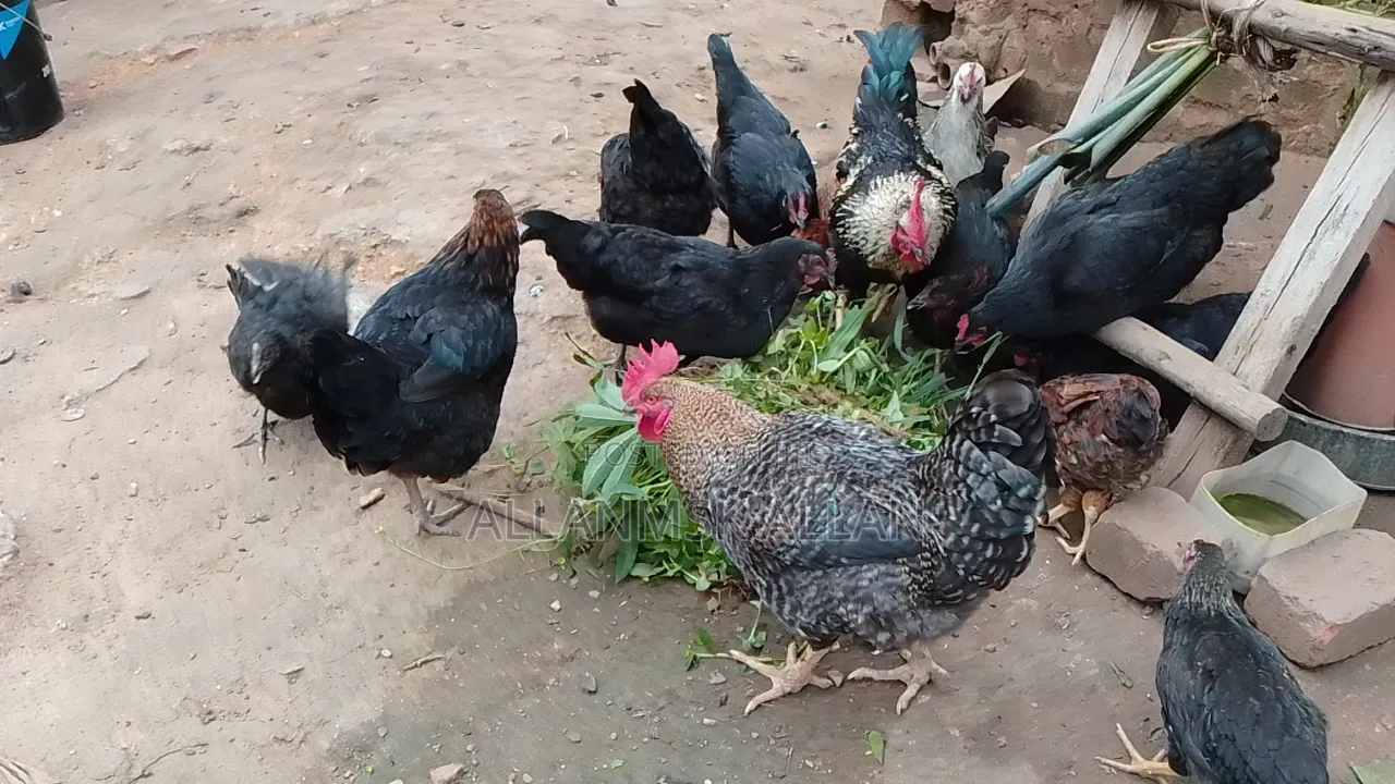 Local Chicken All Sizes