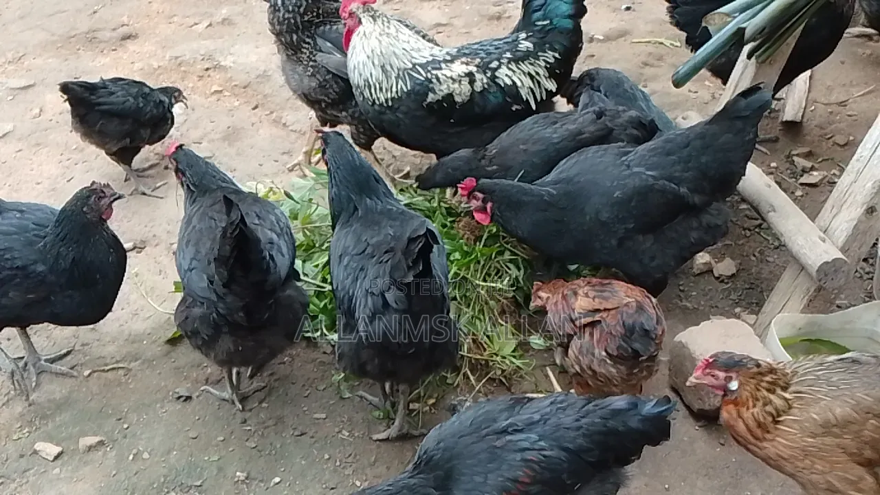 Local Chicken All Sizes