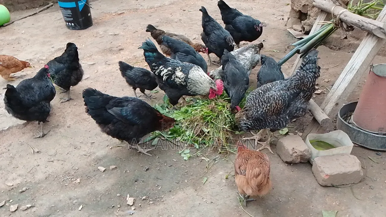 Local Chicken All Sizes