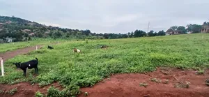 Cheap Plots For Sale At Bujuuko