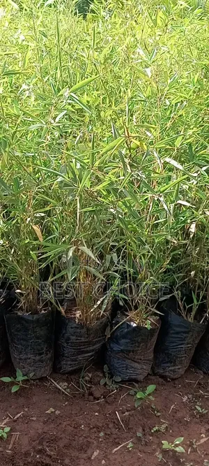 Bamboo for a Greener Tomorrow.