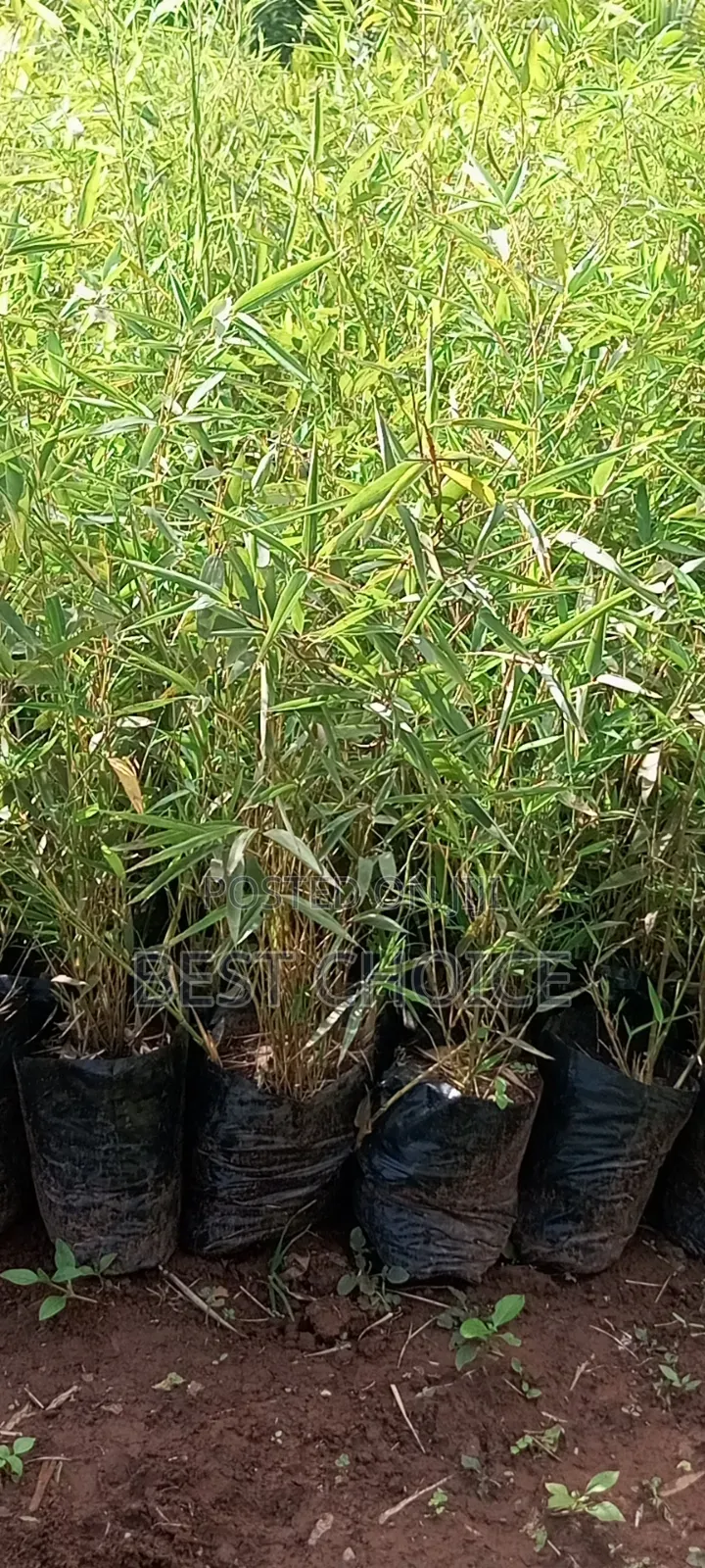 Bamboo for a Greener Tomorrow.