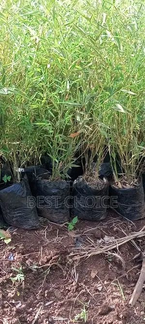 Bamboo for a Greener Tomorrow.