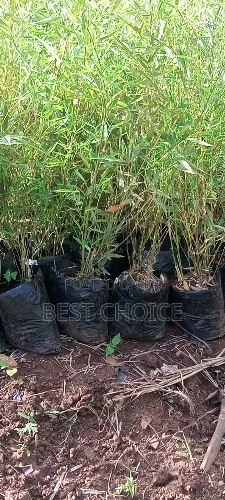 Bamboo for a Greener Tomorrow.
