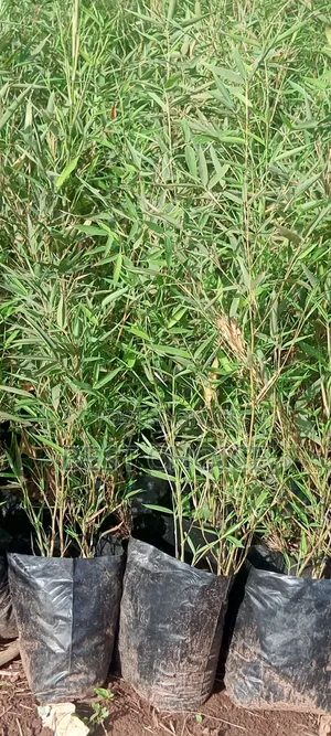 Bamboo for a Greener Tomorrow.