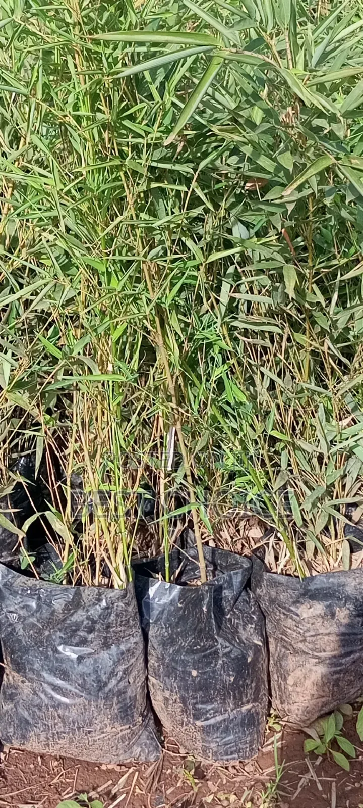 Bamboo for a Greener Tomorrow.