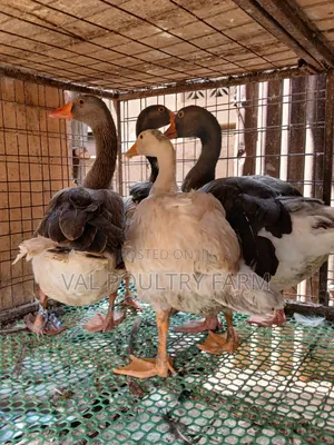 Geese for Sale
