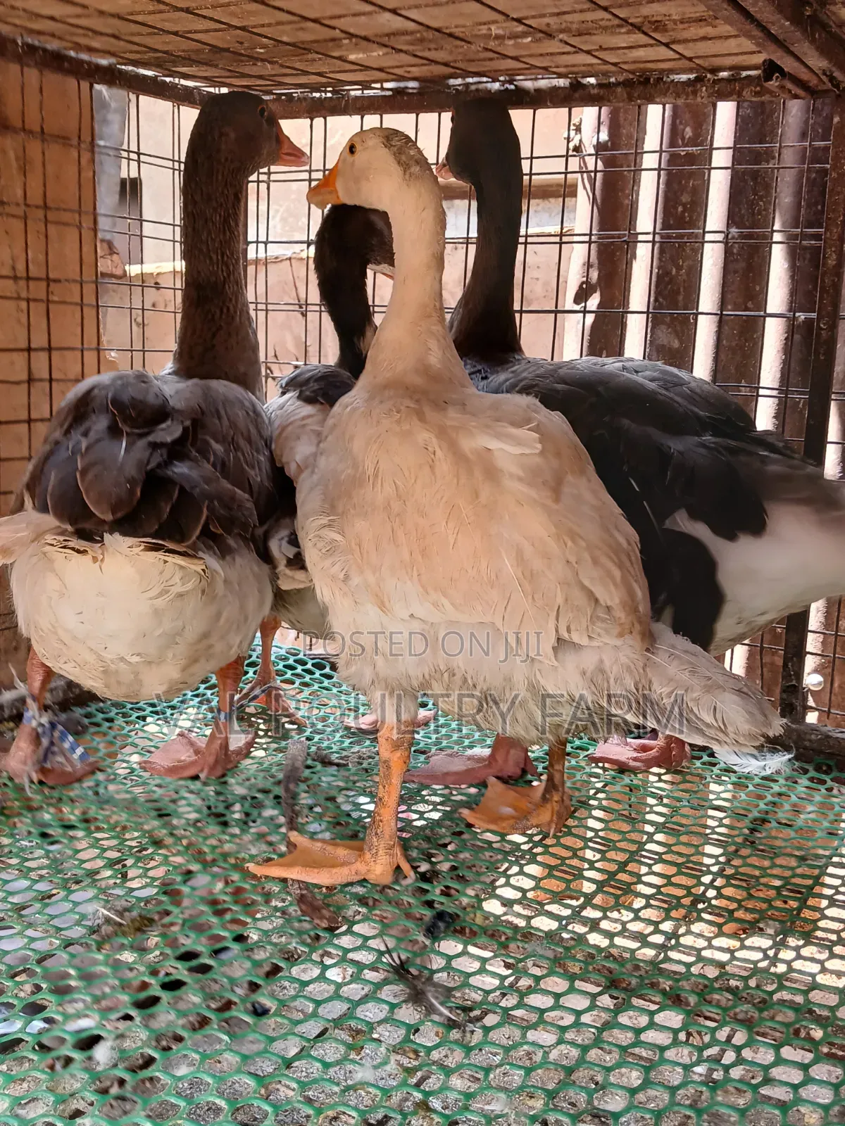 Geese for Sale