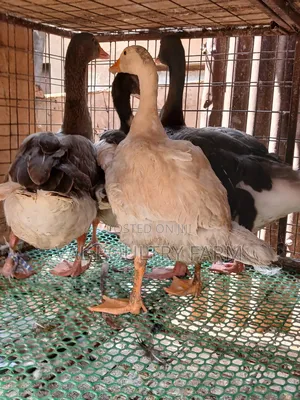 Geese for Sale