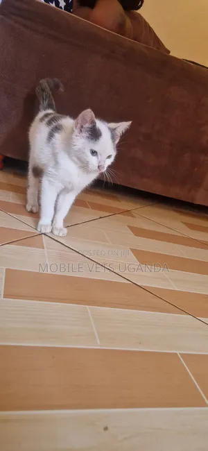 1-3 months Male Purebred Abyssinian