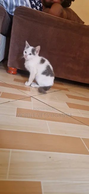 3-6 months Female Purebred Exotic