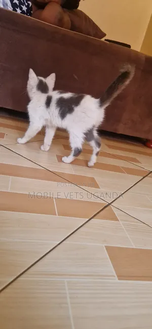 1-3 months Male Purebred Bombay