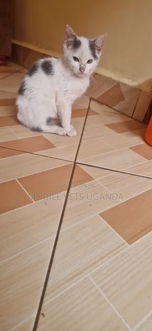 1-3 months Male Purebred Manx