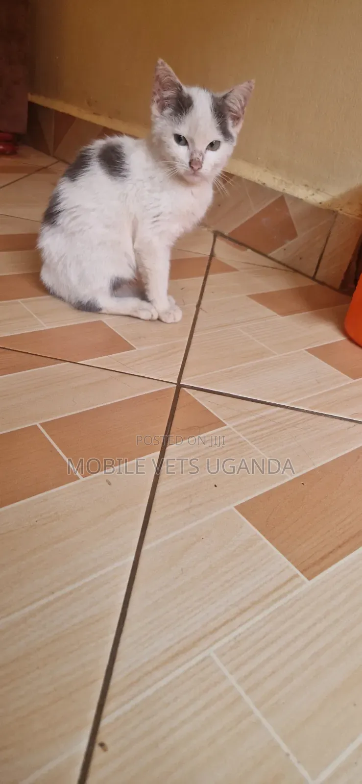 1-3 months Male Purebred Manx