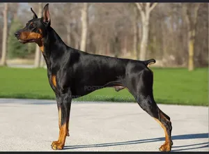 6-12 months Male Purebred Doberman Pinscher