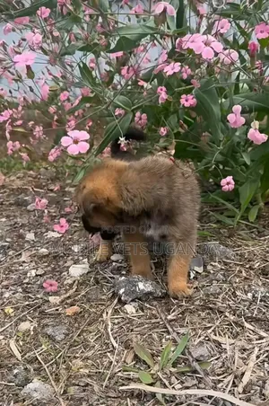 1-3 months Male Mixed Breed German Shepherd