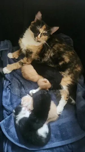 1-3 months Female Purebred American Bobtail