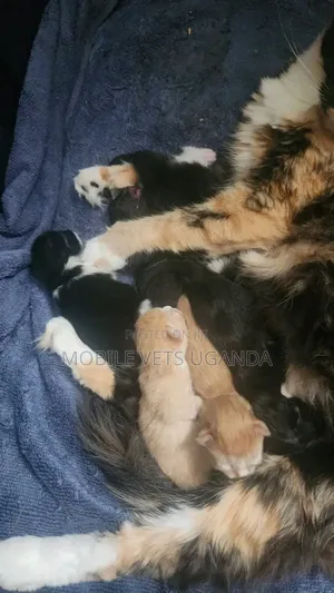 0-1 month Female Purebred Maine Coon