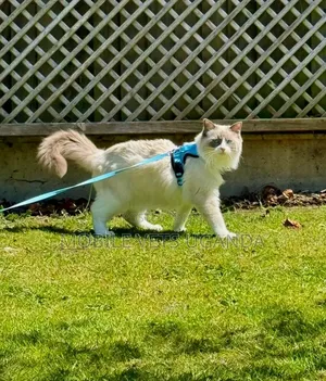 6-12 months Female Purebred Ragdoll