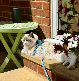 3-6 months Male Purebred Ragdoll