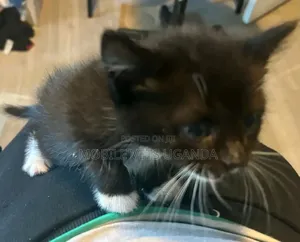 1-3 months Male Purebred American Shorthair