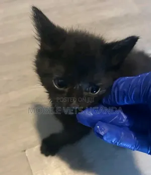 1-3 months Female Purebred American Bobtail