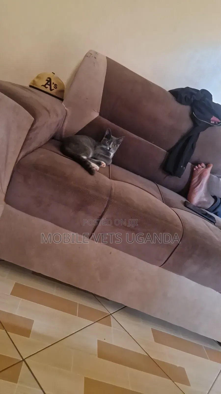 3-6 months Female Purebred Bombay