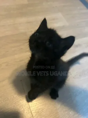 1-3 months Male Purebred American Bobtail